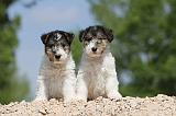 FOX TERRIER 258